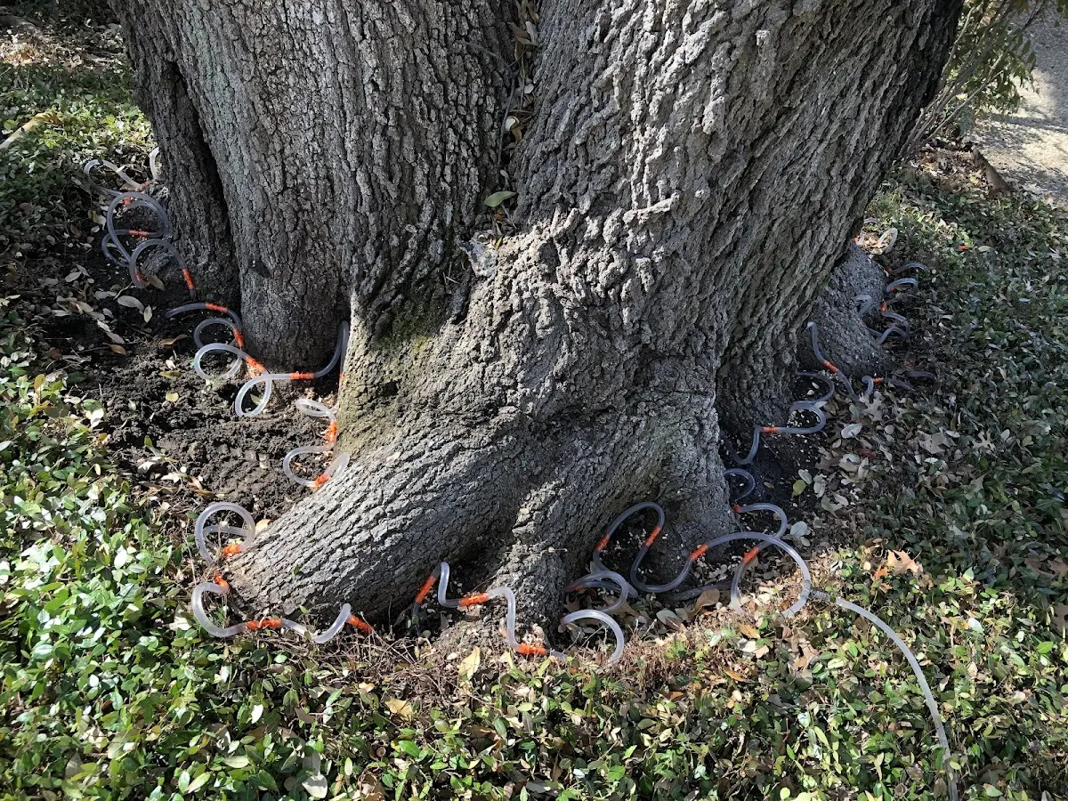 Detailed Tree Cabling and Bracing job site in Board Camp