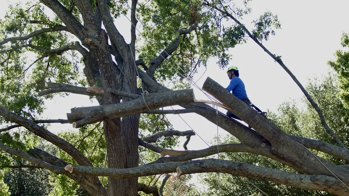 Professional Crown Thinning performed by certified arborists in Board Camp