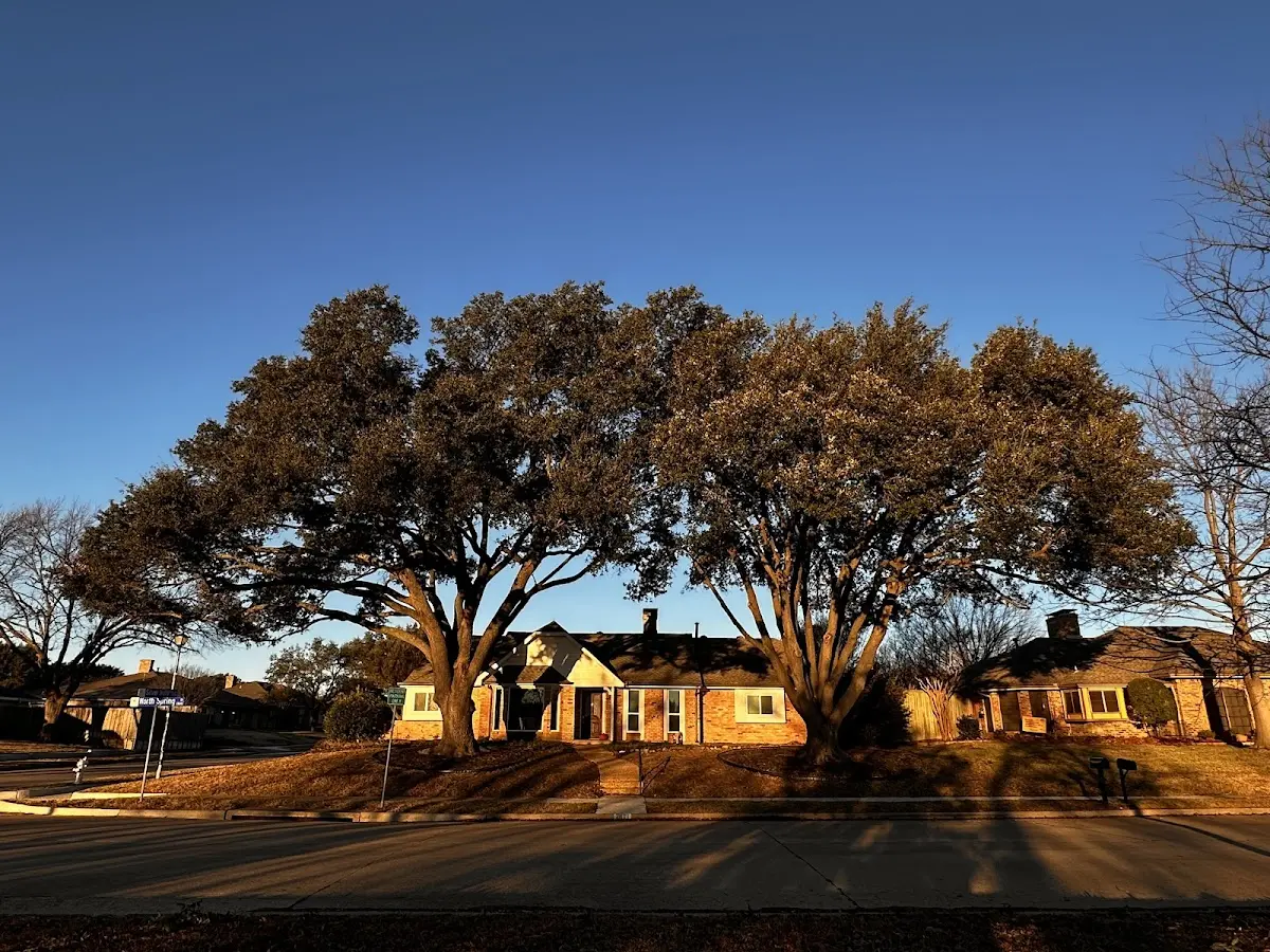 Established residential canopy tree shading a home in Board Camp