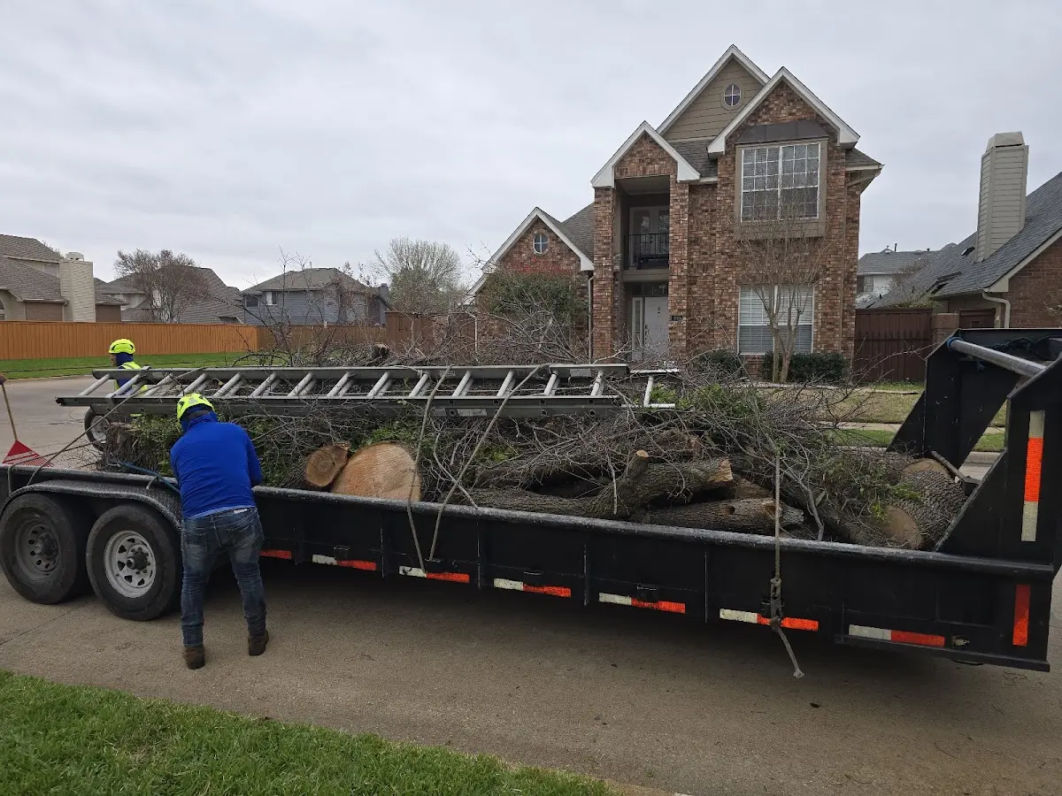 Expert Tree Removal with proper safety equipment in Board Camp